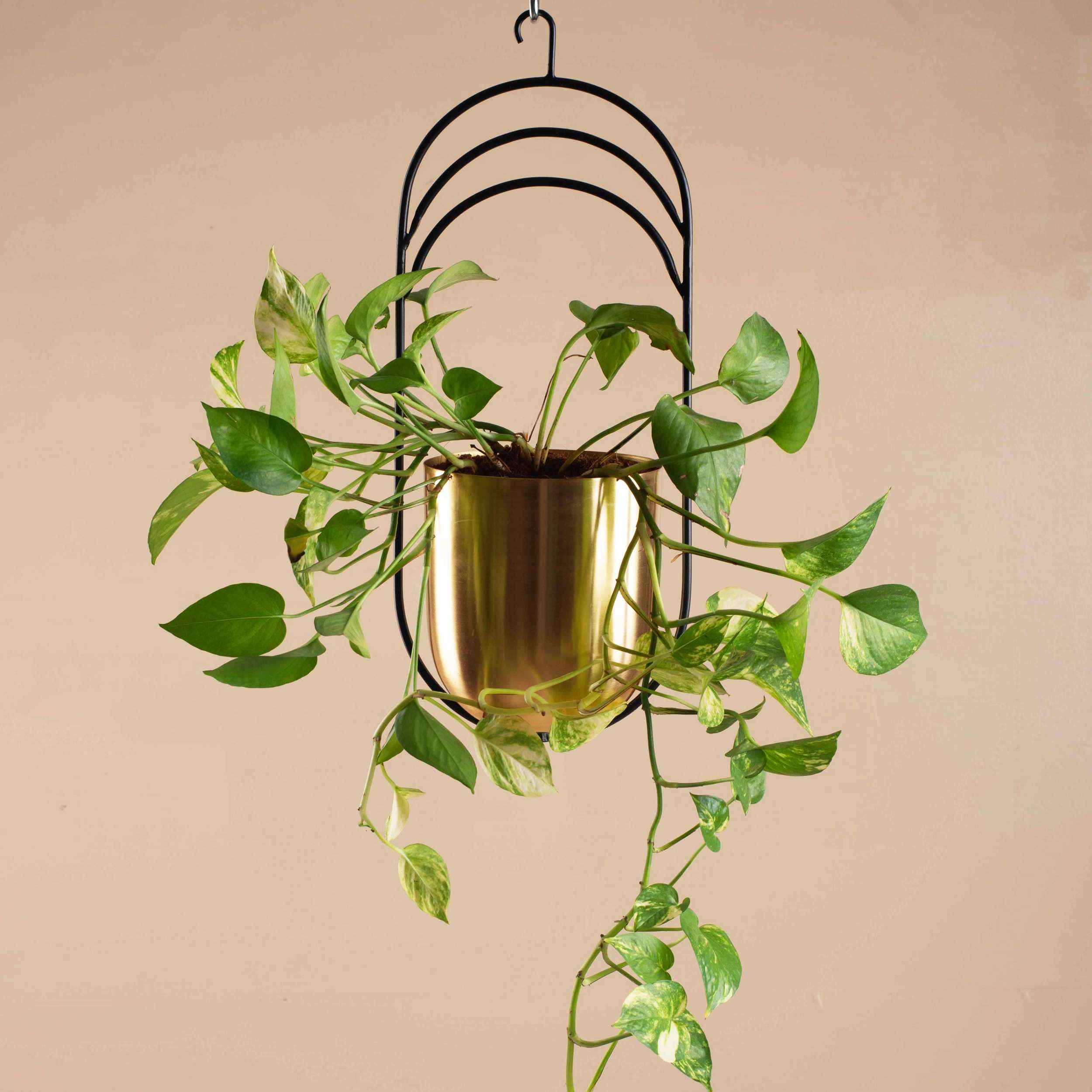 Vega Hanging Planter