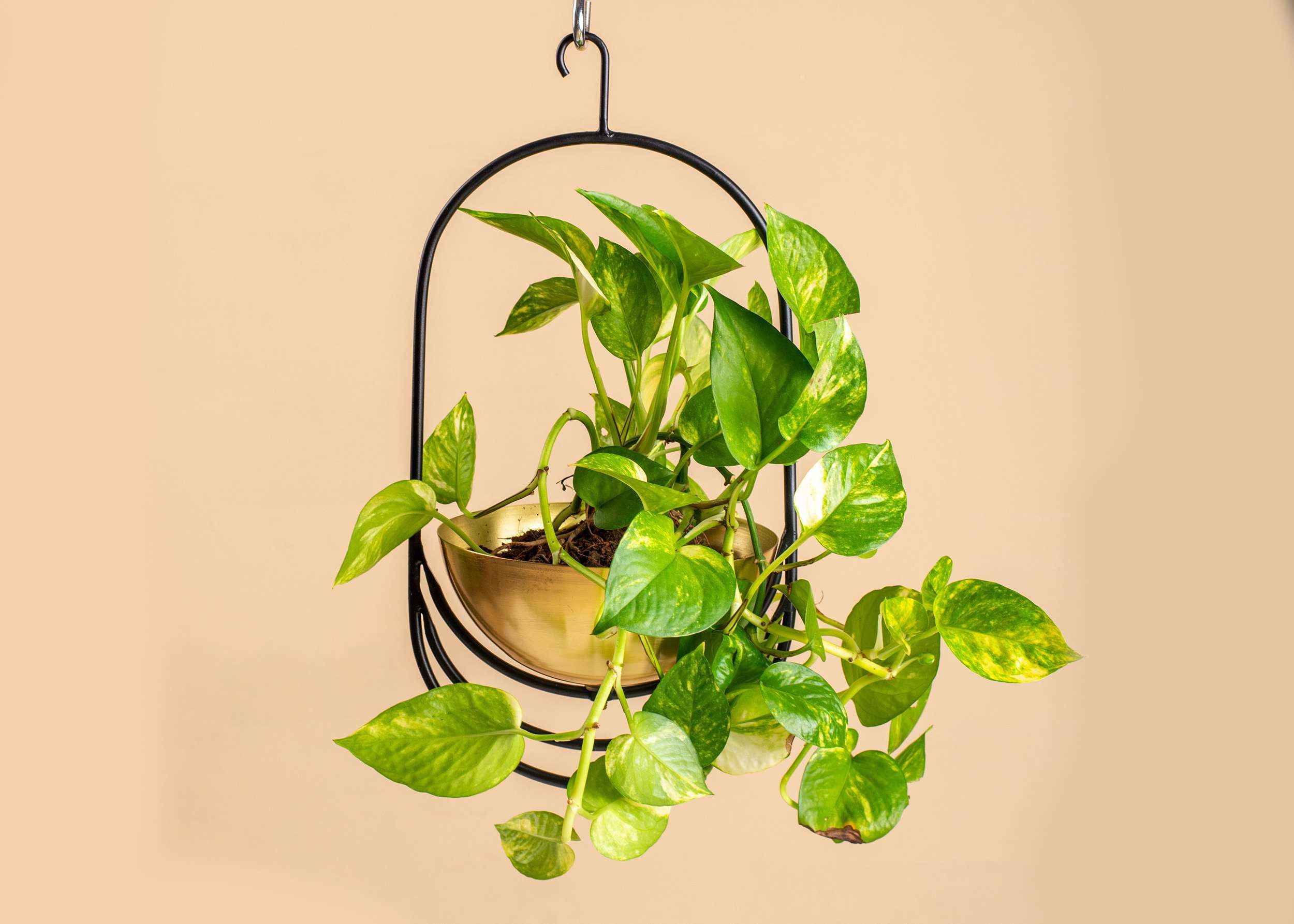 Cryus Hanging Planter