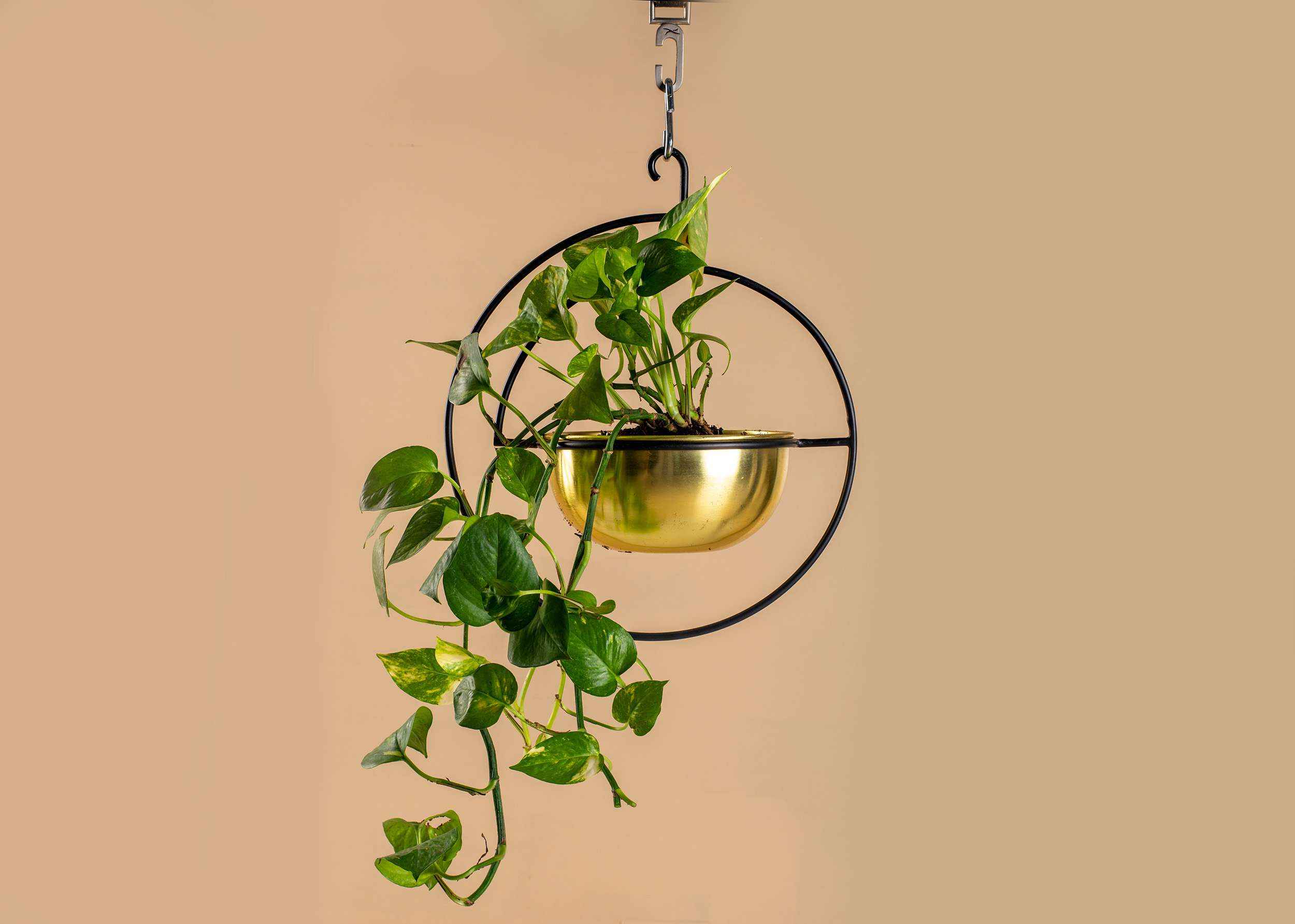 Vega Hanging Planter