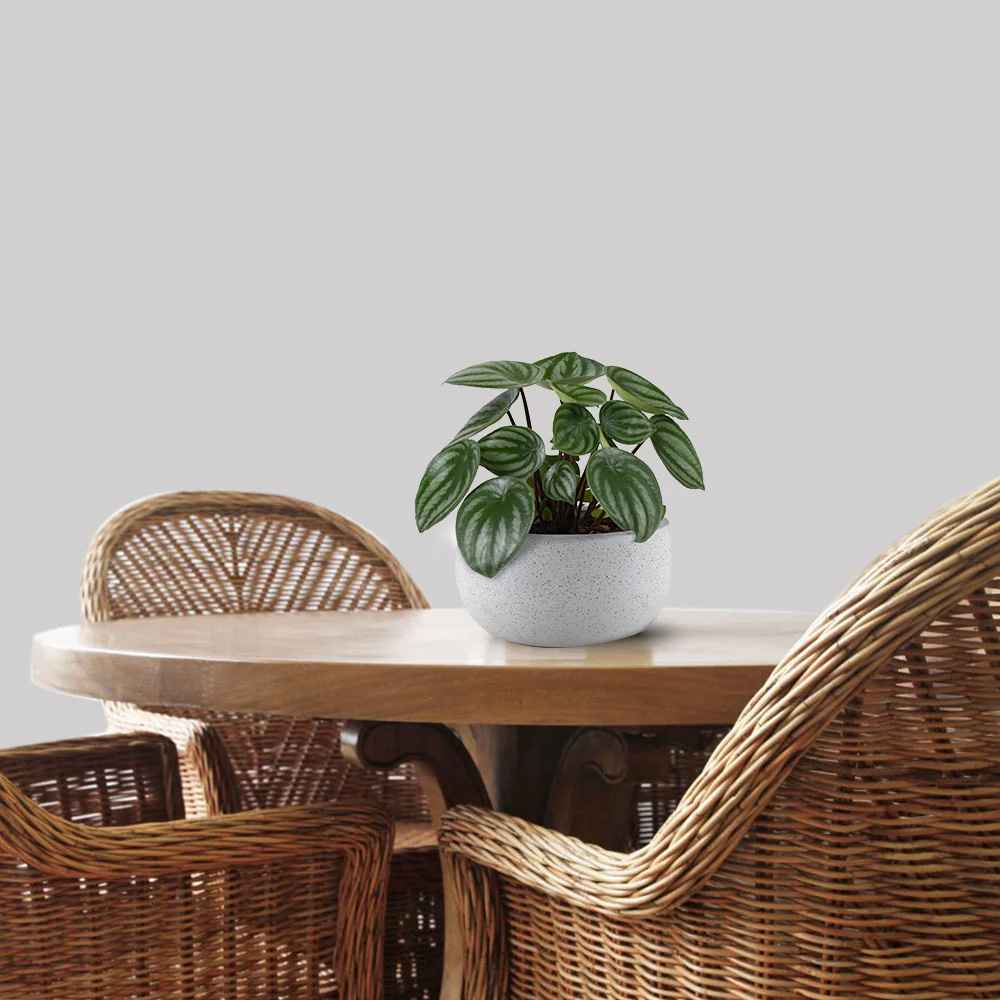 Driftwood Delight Rattan Table