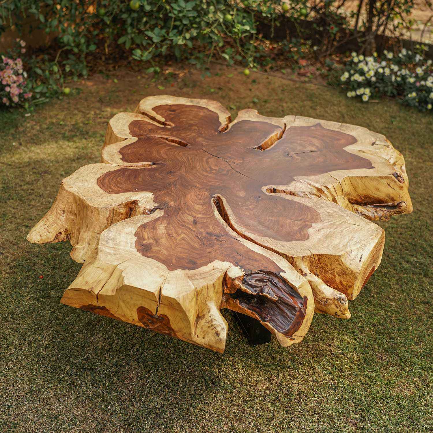 Round live edge hollock and iron coffee table Table