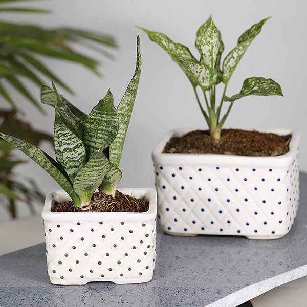 Basket Rectangle Pot / Bonsai Tray